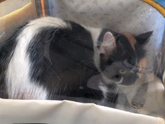 -瑞派宠物医院·犬猫全科·猫友好(宾水西道店)