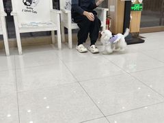 -瑞鹏宠物医院·夜间急症·心超·猫科(祖庙分店)