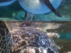 -福州罗源湾海洋世界旅游区