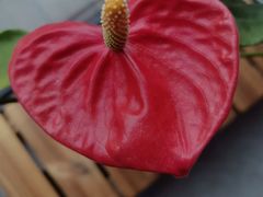 -海龙阁酒家·37年老字号粤菜(保利广场店)