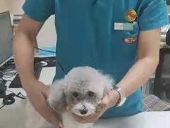 -瑞派宠物医院·24小时骨科·心脏·核磁(哈尔滨南岗店)