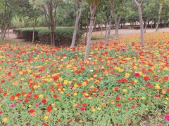 -艾溪湖湿地公园