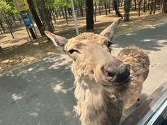 -秦皇岛野生动物园