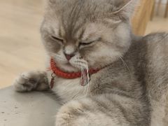 -Let's go狗咖·猫咖·奶狗·桌游(春熙路IFS店)