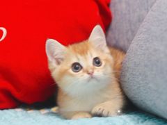 -Bastet sally猫舍购宠(静安店)