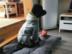 -翊宠yipet猫狗购宠庄园犬舍•猫舍