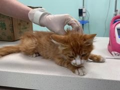 -北京观赏动物医院·24小时大型综合·猫专科·异宠专科