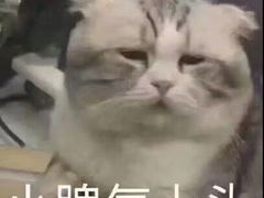 -李小姐の猫咖啡馆(五角场店)