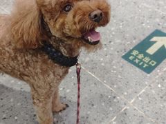 -宠物家(大兴旧宫店)