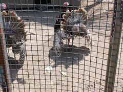 -前小桔亲子创意农场·草莓采摘·露营烧烤