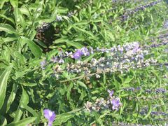 iphone_upload_pic-北京东方普罗旺斯薰衣草庄园