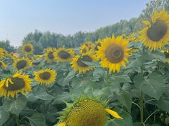 -长白岛森林公园