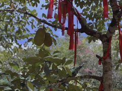 -西双版纳原始森林公园