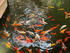 -南宫五洲植物乐园