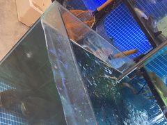 -新天明砂锅鱼头煲