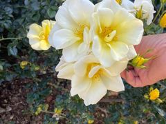 -人民公园(罗湖区)