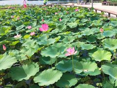 -永定河休闲森林公园