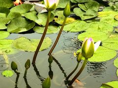 -国家植物园南园