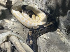 -贵州森林野生动物园