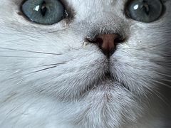 -欣宠猫屋·矮脚拿破仑·蓝金金渐层