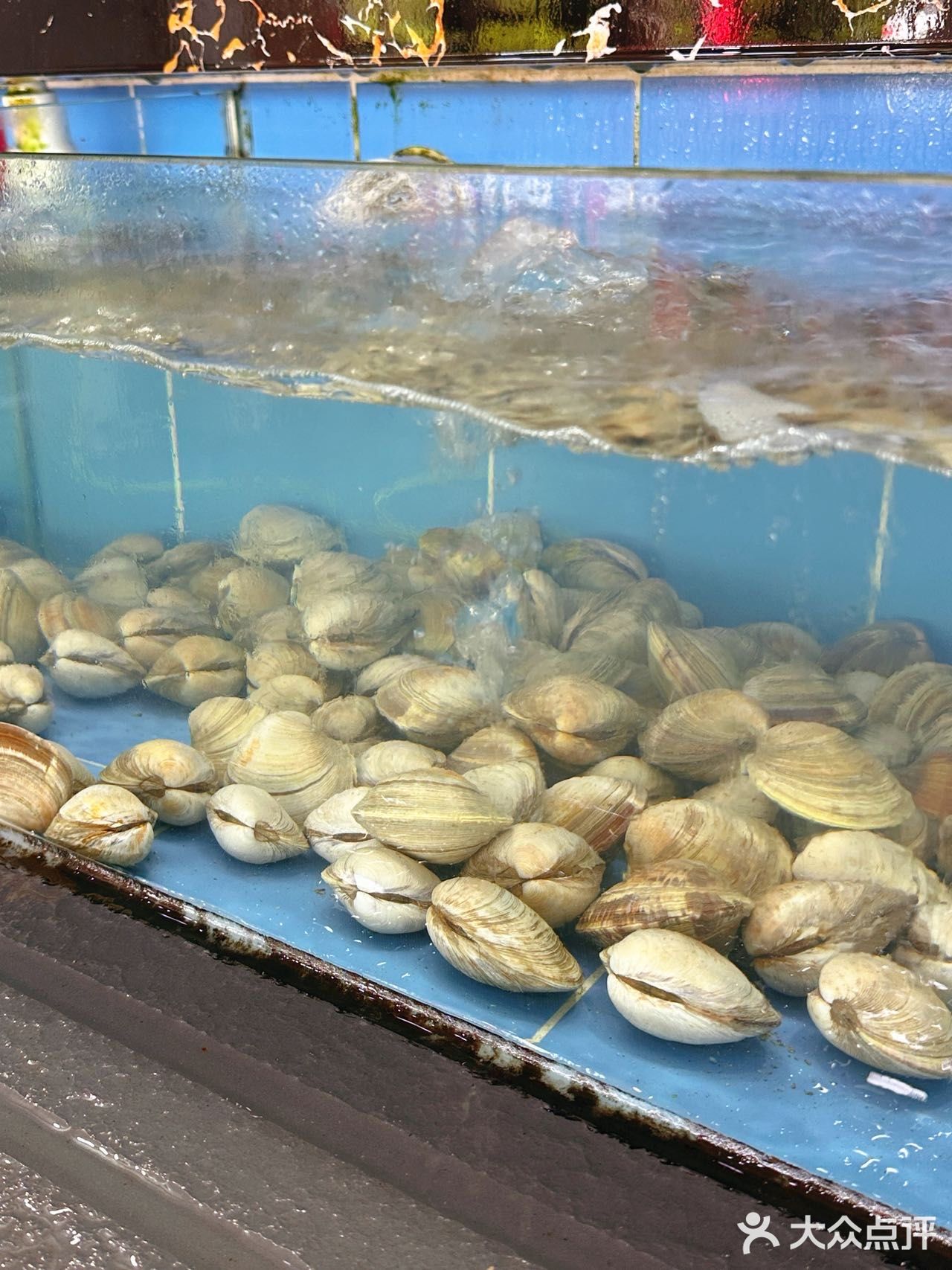 🦞海陵岛挖到宝了！人均50+实现海鲜自由 