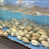 🦞海陵岛挖到宝了！人均50+实现海鲜自由 