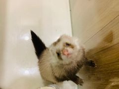 -藦茜花园宠物主题亲子互动体验馆(国顺东路店)