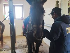 -北京群众马术培训基地