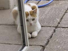 -丁家坡洋芋·观音桥好吃街A区(全国总店)