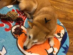 -柴务处·柴犬主题狗咖