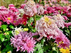 -上海共青森林公园