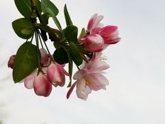 -海棠花溪(元大都城垣遗址公园)