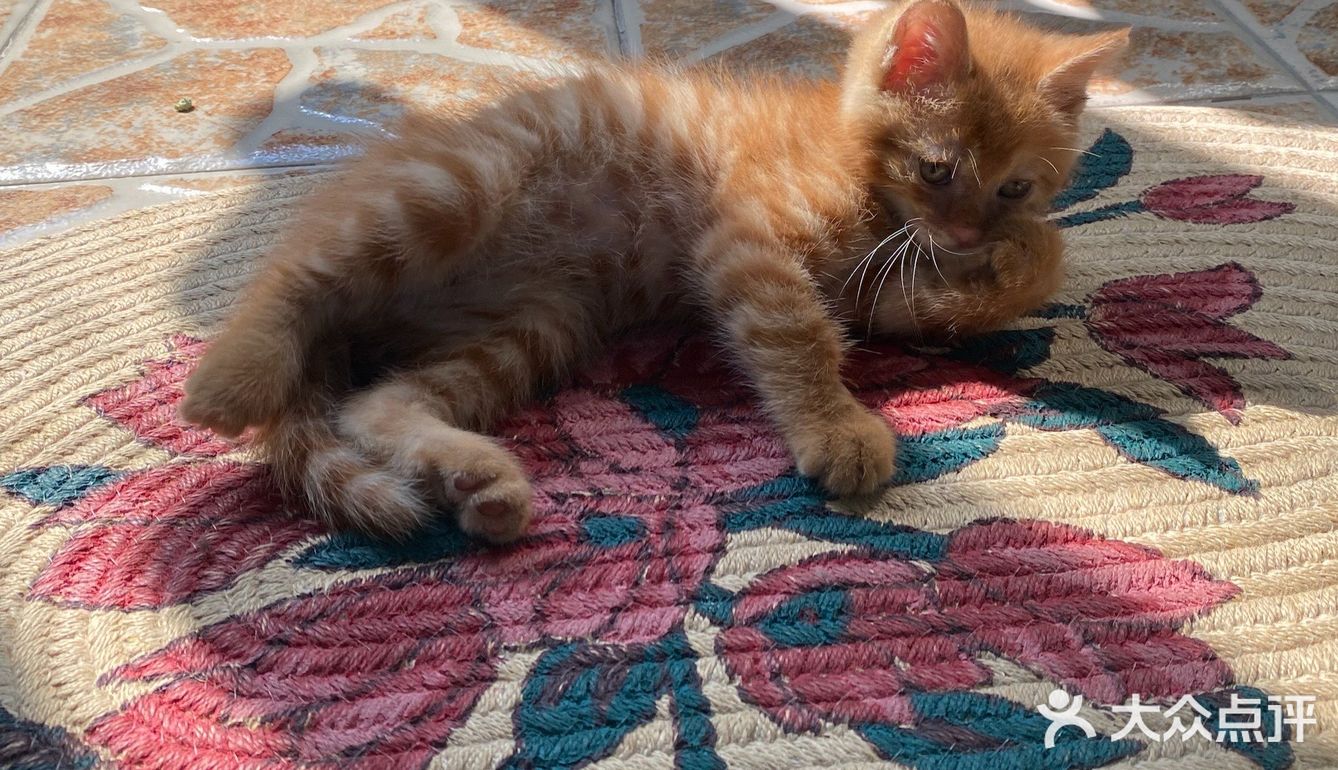 免费领养满月小橘猫，仅限北京！