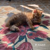 免费领养满月小橘猫，仅限北京！