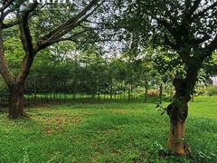 -滴水岩森林公园