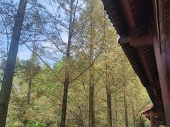 -重庆彩云湖湿地公园