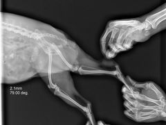 -福懋动物医院·犬猫全科·外科·重症科(杏林分院)