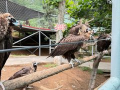 -西霞口神雕山野生动物世界