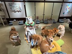 -逗柴咖啡屋·狗咖猫咖宠物桌游