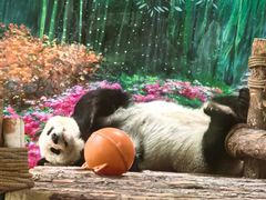 -青藏高原野生动物园