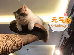 -more than meow吴止猫主题餐厅(承德 中船汇店)
