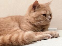 -芭比堂动物医院·24小时·眼科中心(深圳中心)