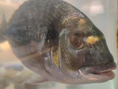 -鳗鲔·料理小馆