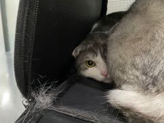 -瑞派名望志远动物医院·猫科·內科·异宠专科(直港大道店)