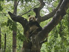 -都江堰中华大熊猫苑