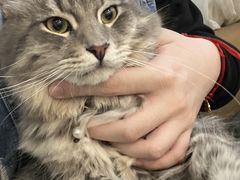 -楼上猫咖(罗湖店)