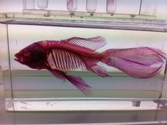 -大连圣亚海洋世界