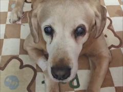 -爱侣宠医·鹦鹉专科·小型哺乳类·异宠专科(灵石路店)