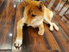 -豆柴町-柴犬主题狗咖(红鼎国际C座店)
