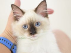-鼓捣猫呢主题猫咖店